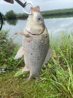 フナの釣果