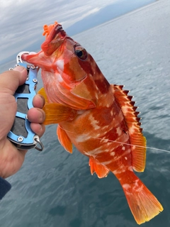 アカハタの釣果