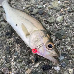 セイゴ（マルスズキ）