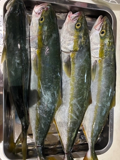 ハマチの釣果