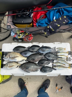 チヌの釣果