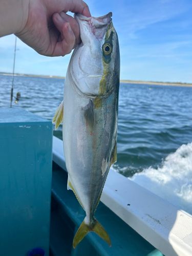 イナダの釣果