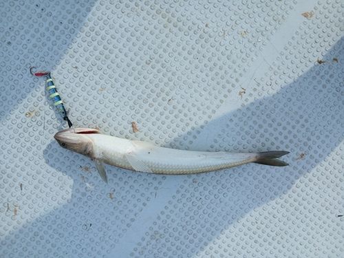 エソの釣果