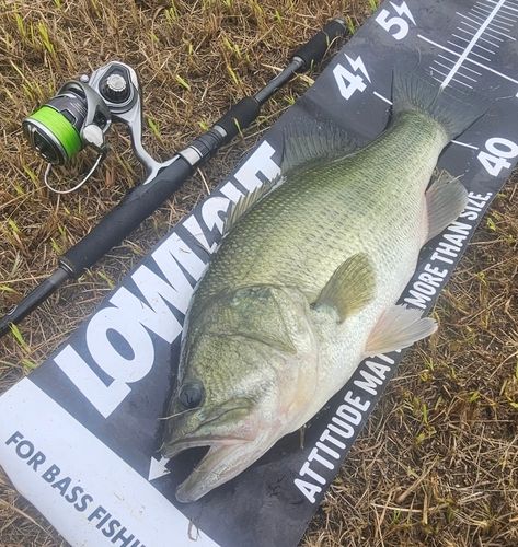 ブラックバスの釣果