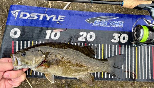 スモールマウスバスの釣果