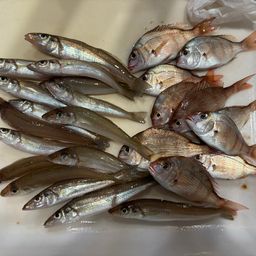 シロギス