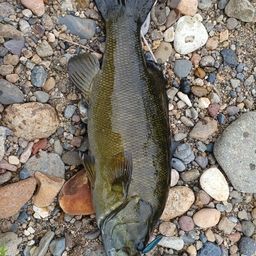 スモールマウスバス