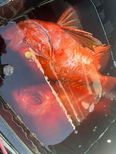 チカメキントキの釣果