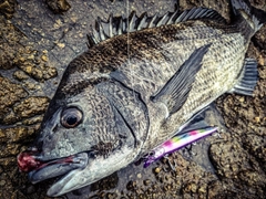 チヌの釣果