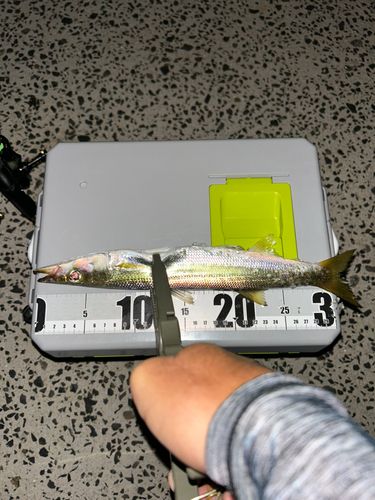 カマスの釣果