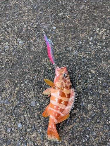 アカハタの釣果