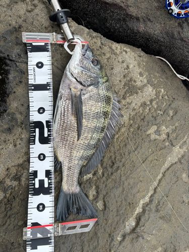 クロダイの釣果
