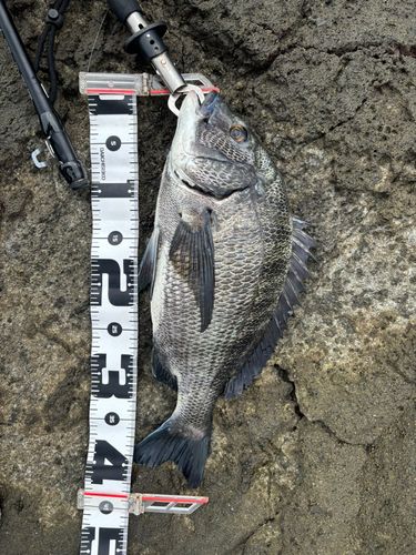 クロダイの釣果