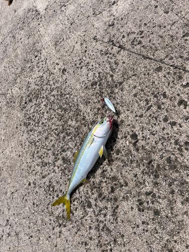 ハマチの釣果