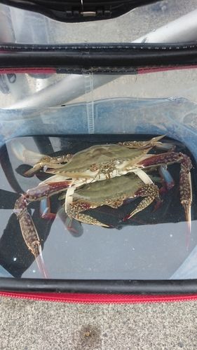 ワタリガニの釣果