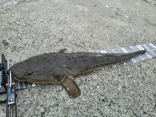 マゴチの釣果
