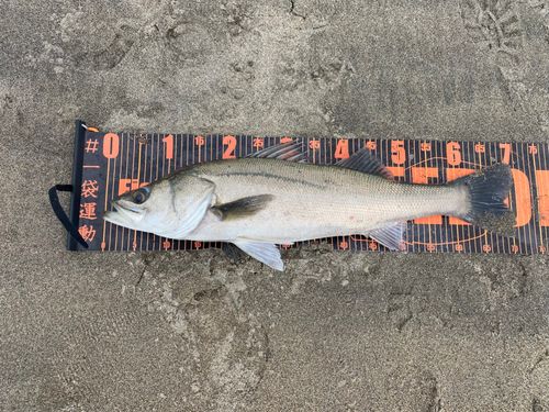 スズキの釣果