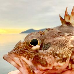 カサゴ