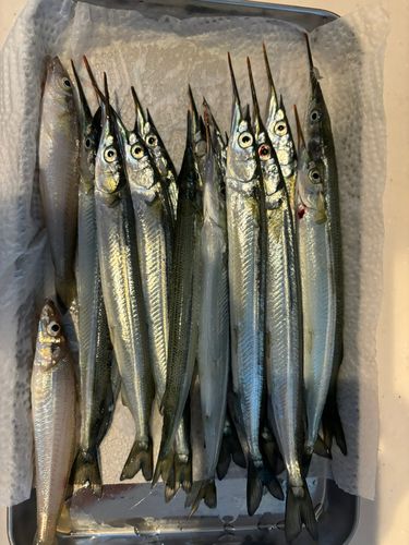 サヨリの釣果
