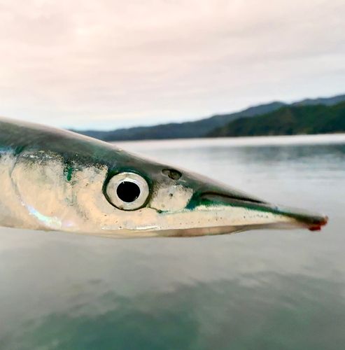 サヨリの釣果