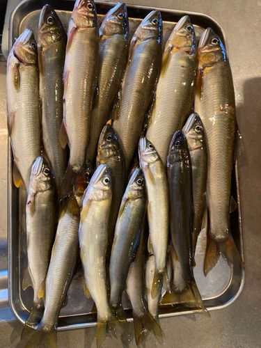 アユの釣果