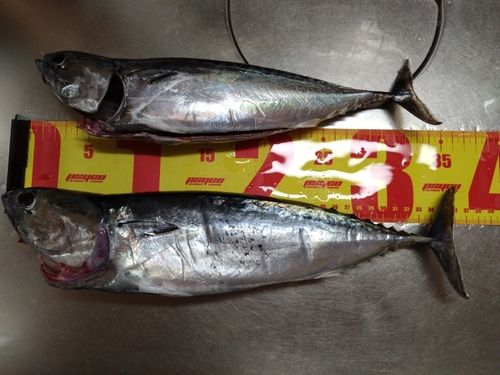 館山湾