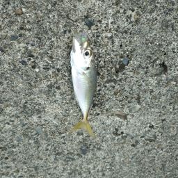 アジ