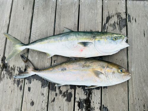 カンパチの釣果