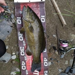 スモールマウスバス