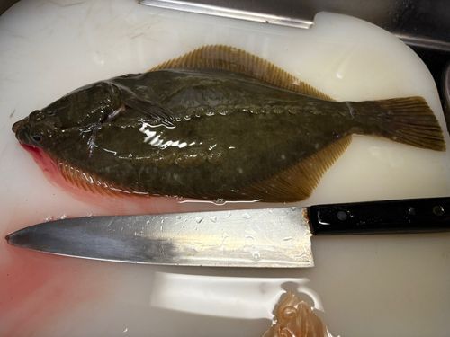 イシガレイの釣果