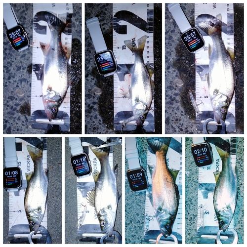 セイゴ（ヒラスズキ）の釣果