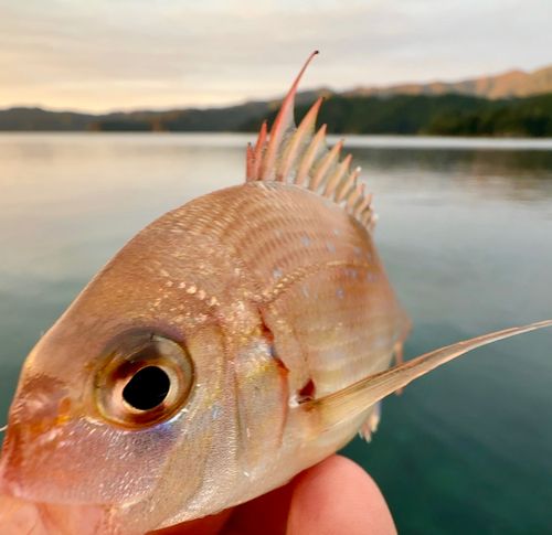 チャリコの釣果