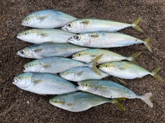 サバの釣果