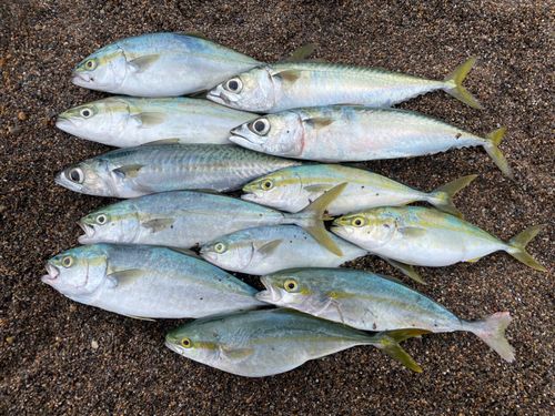 サバの釣果