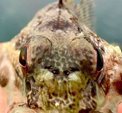 アサヒアナハゼの釣果
