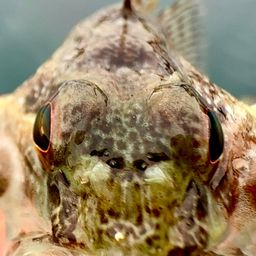 アサヒアナハゼ