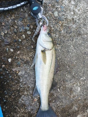 スズキの釣果