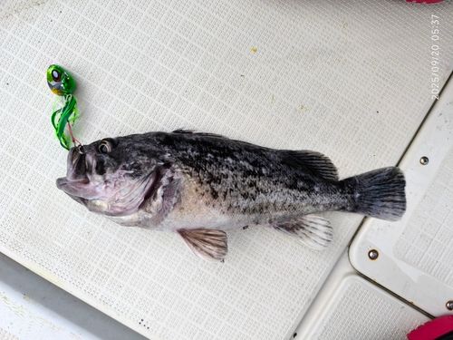 クロソイの釣果