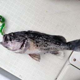 クロソイ