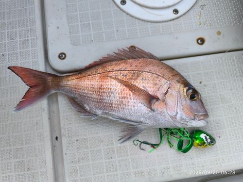 マダイの釣果