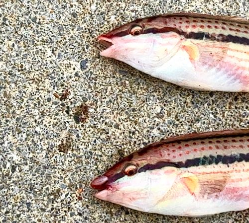 キュウセンの釣果