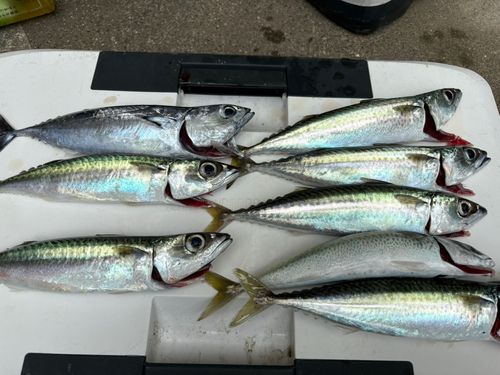 サバの釣果
