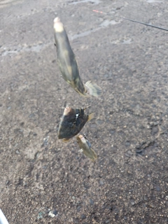 カワハギの釣果