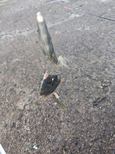 木更津沖堤防