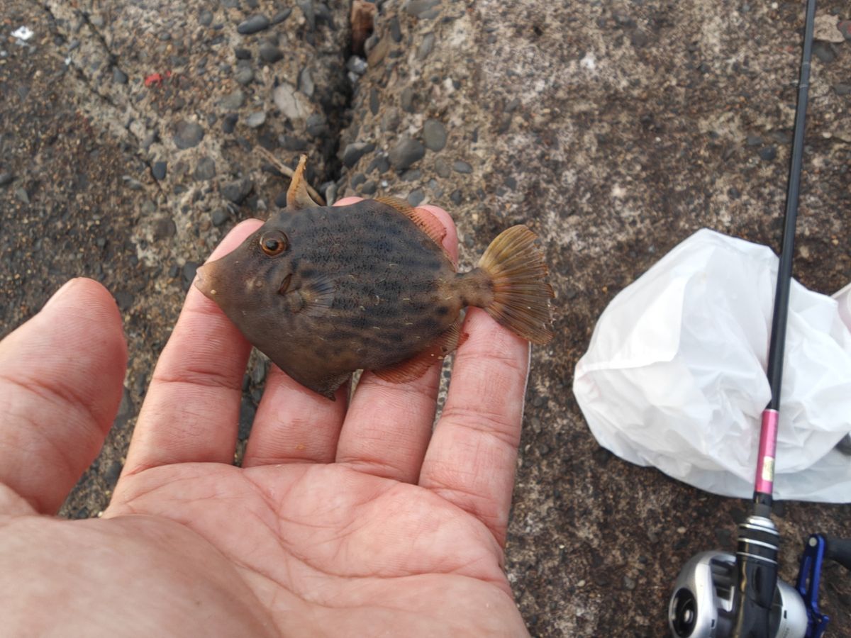 貴斗(タカト)さんの釣果 2枚目の画像