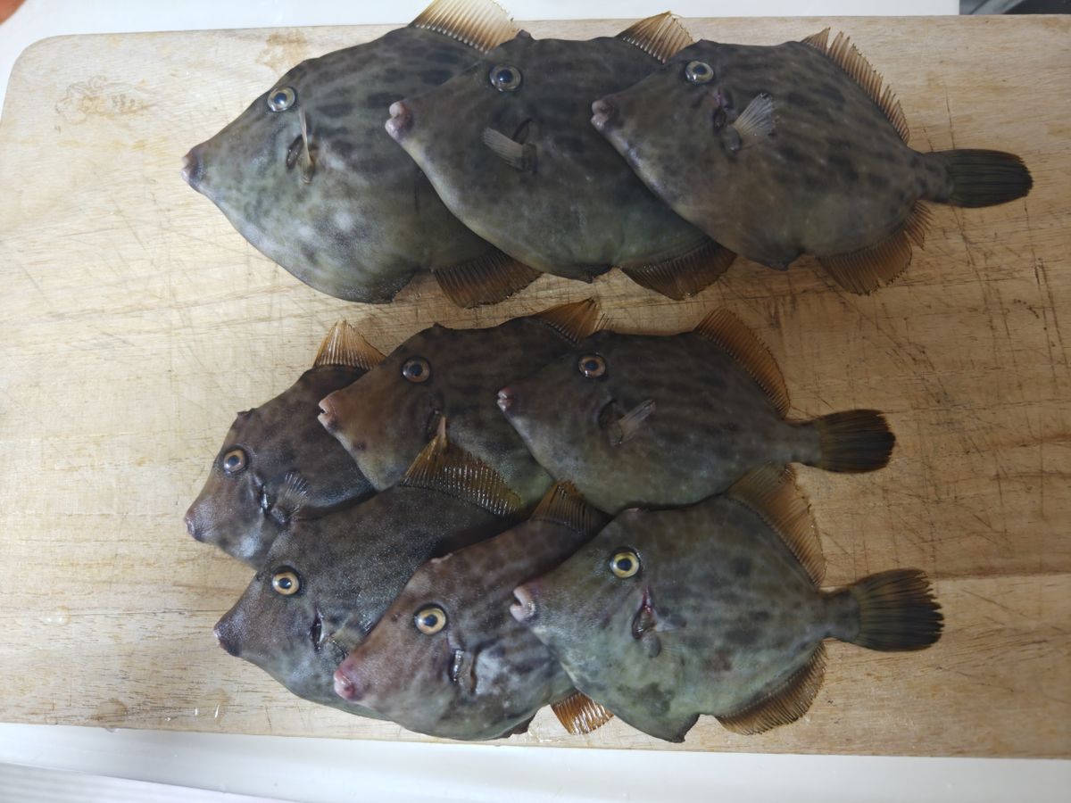 貴斗(タカト)さんの釣果 3枚目の画像