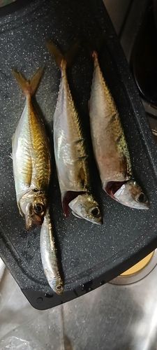 浦賀