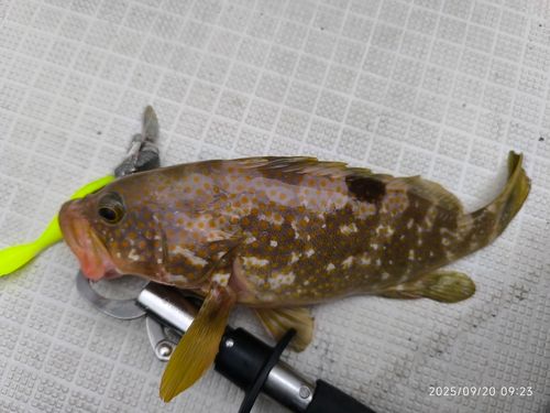 キジハタの釣果