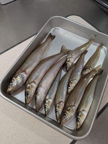 シロギスの釣果