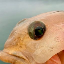 リュウグウハゼ